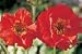 Geum Mrs J Bradshaw