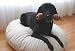 Organic Cotton, Natural Rubber Dog Bed: 50" Round: Pure Rest