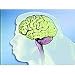 In Control: Our Brain and Nervous System