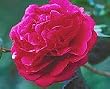 Camellia Kramer's Supreme, Five Gallon Container by Monrovia Growers