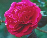 Camellia Kramer's Supreme Five Gallon