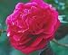 Camellia Kramer's Supreme Five Gallon
