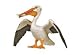 White Pelican Safari Wings of the World
