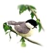 Black-Capped Chickadee - Audubon Plush Bird (Authentic Bird Sound)