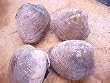 Fresh Cherrstones