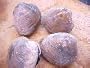 Fresh Cherrstones