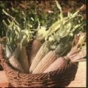 Silver Queen Sweet Corn - 300 Seeds - VALUE PACK ! - B001IS884S