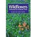 Wildflowers of Houston and Southeast Texas