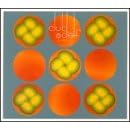 As Above: Live at the Lizard Lounge by Club d'Elf