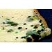 Kingdom Plantae & Kingdom Fungi (VHS)