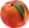 Elberta Peach Trees / Grafted