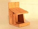 Songbird Cedar Robins Roost