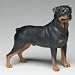Dog & Pups Galore - Rottweiler