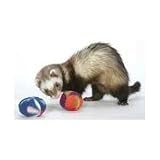 218lW5uHoxL. SL160  Marshall Polar Ferret Toys Asst, 2 Pack