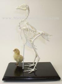 51008-U Chicken Skeleton44; Unmounted