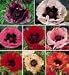 6 x perennial poppy Fruit Punch plants