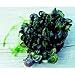 Zebra Mussels Study Kit Preserved