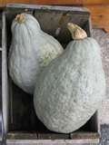 15 Heirloom hubbard blue squash seeds