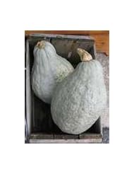 Lawn & Patio: 15 Heirloom hubbard blue squash seeds