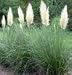 Dwarf Pampas Grass (Cortaderia pumila)