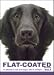 THE DOG Notecard Vol. 1 - Flat-Coated Retriever