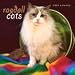Ragdoll Cats 2009 Wall Calendar