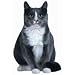 Junebug The Cat Die-Cut Photographic Magnet