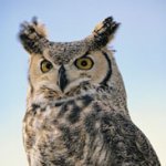 An Owl Handling Session