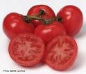 2197CBDMD6L. SL160  Super Sioux Tomato Seed 40 Seeds