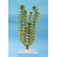 Ambulia Aquarium Plant, 18″ Green