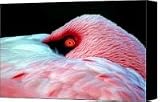 Wearing Pink Canvas Print / Canvas Art - Artist Mitch Cat