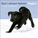 labrador1  - Black Labrador Retriever Puppies 2010 Wall Calendar 12