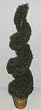 5' INDOOR / OUTDOOR Spiral Springerii Topiary Tree