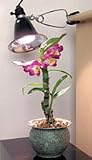 60 Watt Dayspot Plant Grow Light