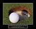 Frustration - Golf Ball, Motivational Poster