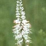 Culver's Root (Veronicastrum virginicum) - Jumbo Wildflower Seed Packet