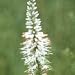 Culver's Root (Veronicastrum virginicum) - Jumbo Wildflower Seed Packet