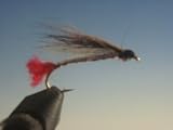 Black Nose Dace