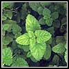 Herb Plants: Organically Grown Mint: Apple, Grapefruit, and Orange Bergamot Flavored; Three 4 Pots; Fragrant and Delicious