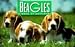 Beagles: A Book of Postcards