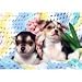 chihuahua23  - Chihuahua Puppies 300 Piece Puzzle