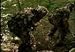 Rural Surveillance (1993)-The video shows how to conduct a proper surveillance in rur...