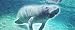 Manatee rear window graphic