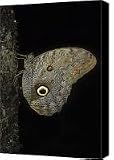 Owl butterfly Amazon Bolivia Canvas Print / Canvas Art - Artist James Brunker