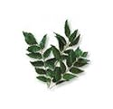 Fresh Curry Leaves - Fresh South Indian and Sri Lankan Herb - Citrus Aroma