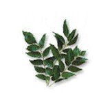 Fresh Curry Leaves