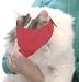 Quick Muzzle For Cats Blue Large