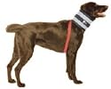 Bite Not Collar 5" #3 Each