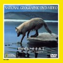 ̔IIJ~ [DVD]