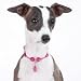 Pink Adjustable Dog Teardrop Necklaces/Collar